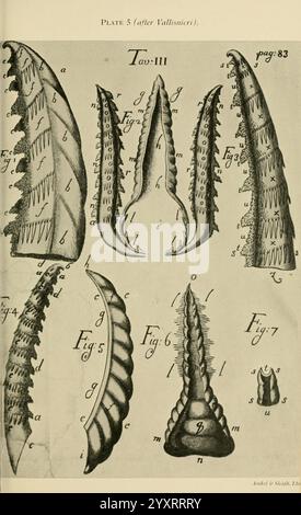 Transaktionen der Entomologischen Gesellschaft von London, London, der Gesellschaft, Entomologie, Zeitschriften, Insekt, Eine detaillierte Abbildung, die verschiedene Arten von gestreckten, spitzen Strukturen darstellt, die möglicherweise verschiedene Arten von Schalen oder Zähnen darstellen. Jede Struktur ist als Referenz mit Buchstaben und Zahlen gekennzeichnet, die bestimmte Merkmale und Varianten hervorheben. Das Arrangement zeigt eine Mischung organischer Formen, die ihre komplizierten Designs und Texturen betonen, die von wissenschaftlichem Interesse sein könnten. Die umgebenden Beschriftungen deuten darauf hin, dass der Schwerpunkt auf Morphologie und Klassifizierung liegt, was darauf hindeutet Stockfoto