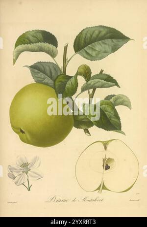 Pomologie Francaise, Paris, Langlois et Leclercq, 1846, arbres fruitiers, Field Guides, Frankreich, Obstbäume, Obstkultur, Obst, Identifizierung, Pflanzen, Eine detaillierte Illustration der „Pomme de Montauban“, mit einem leuchtend grünen Apfel, der neben einem elegant dargestellten Querschnitt sichtbar ist, der sein unberührtes weißes Fleisch und kleine Samen offenbart. Der Apfel wird von zarten grünen Blättern begleitet, die seine natürliche Umgebung hervorheben, während eine kleine Blüte am Boden sitzt und die Verbindung zwischen der Frucht und ihrer Blütephase betont. Die künstlerische Präsentation Stockfoto