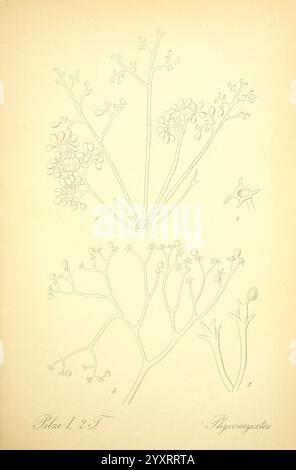 Prof. Dr. Thome's Flora von Deutschland, Österreich und der Schweiz, in Wort und Bild, für Schule und Haus, mit Tafeln, von Walter Müller. Gera-Untermhaus, F.E. Kähler, 1886-1934. Österreich, Botanik, Cryptogamia, Cryptogams, Floras, Deutschland, Pflanzen, Schweiz, Pilze, diese Abbildung zeigt zwei detaillierte botanische Studien mit blühenden Pflanzen mit zarten Stämmen und kleinen Blütengruppen. Im oberen Teil befindet sich eine Pflanze mit mehreren verzweigten Stämmen, die kleine Blüten tragen, während im unteren Teil eine andere Sorte mit abgerundeten Samenkörnern und etwas mehr zu sehen ist Stockfoto