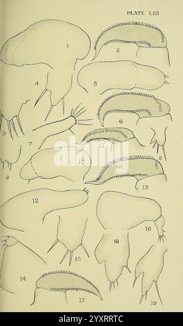 The, British, Parasitic, Copepoda, London, 1913, Großbritannien, Parasiten, Fische, Krustentiere, Copepoda, Eine Sammlung verschiedener Illustrationen, die verschiedene Arten von Meereslebewesen zeigen. Jede Abbildung ist nummeriert und zeigt unterschiedliche anatomische Merkmale, einschließlich Körperformen, Anhängen und Texturen. Die Illustrationen reichen von umrissenen Formen, die strukturelle Details betonen, bis hin zu detaillierteren Darstellungen, die die Vielfalt der Wasserorganismen hervorheben. Die Vereinbarung schlägt eine systematische Untersuchung dieser Arten vor, die wahrscheinlich für eine lehrreiche oder wissenschaftliche Dokumentation bestimmt ist. Stockfoto