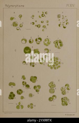 Étude critique et expérimentale sur le polymorphisme des algues, Genève, Georg, 1909, Algae, Morphologie zeigt diese Abbildung eine Sammlung verschiedener Mikroorganismen, die ihre polymorphen Eigenschaften betonen. Es ist in mehrere Abschnitte mit den Bezeichnungen A bis E unterteilt, die jeweils unterschiedliche Formen, Größen und Anordnungen der Organismen zeigen. Die verschiedenen Cluster zeigen eine Reihe von Zellstrukturen auf, was die Vielfalt innerhalb einer bestimmten Gruppe unterstreicht. Jeder Organismus ist als Referenz nummeriert, was eine vergleichende Analyse seiner morphologischen Merkmale ermöglicht. Das Gesamtlayout dient Stockfoto