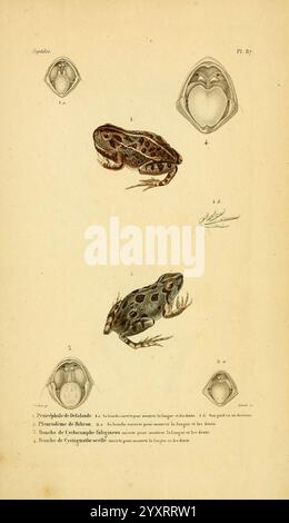 Erpétologie générale, ou, Histoire naturelle complète des Reptiles, Paris, Roret, 1834-1854, Amphibien, Herpetologie, Reptilien, die Illustration zeigt eine Vielzahl von Froscharten, jede mit akribischer Liebe zum Detail dargestellt. Im oberen Teil ist ein Frosch mit ausgeprägten Markierungen und Texturen zu sehen, die seine anatomische Struktur hervorheben. Darunter ist eine weitere Art dargestellt, die sich durch ihre einzigartige Färbung und Merkmale auszeichnet. Diese Bilder werden mit Diagrammen beschriftet, die zusätzliche Details über ihre physischen Eigenschaften enthalten und die Vielfalt innerhalb der Amphibienklasse betonen. Stockfoto