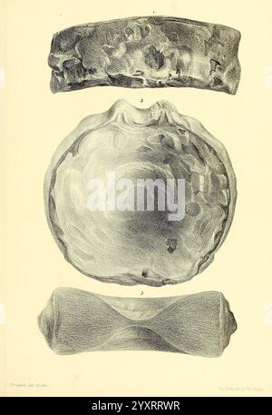 Eine Monografie über die fossilen Reptilien der Kreideformationen London, gedruckt für die Palæontographical-Gesellschaft, 1851-64 Großbritannien, Paläontologie, Kreidezeit, Reptilienfossilien, Fossiliengeschichten zeigt die Illustration eine Reihe von drei unterschiedlichen geologischen Formationen oder Fossilien. Oben befindet sich eine langgezogene, glatte Struktur, die anscheinend komplizierte Oberflächenmuster aufweist. Darunter befindet sich ein kreisförmiges, kuppelähnliches Objekt mit einem wirbelnden, strukturierten Design, das auf eine schichtweise Sedimentation oder ein biologisches Wachstum hindeutet. Unten zeigt die dritte Darstellung eine zylindrische Darstellung Stockfoto