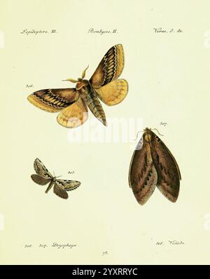 Hübner's, papilio, S.l, s.n, 1796-1841, lepidoptera, die Illustration zeigt drei verschiedene Arten von Falter, jede sorgfältig detailliert und mit wissenschaftlicher Nomenklatur gekennzeichnet. Die zur Gattung *Lepidoptera* gehörende Motte ist mit komplizierten Mustern auf ihren Flügeln in Braun- und Gelbtönen sichtbar. Darunter befindet sich eine zweite Motte aus der Gattung *Bombyx* mit zarten Markierungen und einer weicheren Farbpalette. Die kleinste Motte, klassifiziert als *Drygophaga*, befindet sich am Boden und zeichnet sich durch ihre einzigartige Flügelstruktur und -Texturen aus. Jede Probe ist nummeriert und e Stockfoto