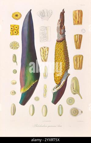 Icones Aroidearum, Vindobonae, 1857, Araceae, Bildwerke, Aroiden, Philodendron speciosum, die Zusammensetzung enthält eine Vielzahl von botanischen Elementen, die die Struktur und Anatomie der Pflanzenart darstellen. Deutlich sichtbar sind zwei längliche, leuchtend farbige Samenkapseln, die ihre strukturierten Oberflächen und komplizierten Details hervorheben. Um diese herum sind detaillierte Darstellungen von Samen und Blumenteilen zu sehen, die einen umfassenden Überblick über die Fortpflanzungseigenschaften der Pflanze bieten. Jede Komponente wird akribisch gerendert und unterstreicht die Komplexität und Schönheit der Biologie der Pflanze mit einem reichen PA Stockfoto