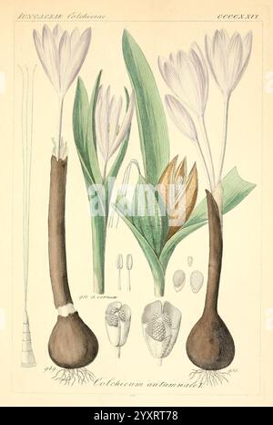 Icones florae Germanicae et Helveticae, Simul Pedemontanae, Tirolensis, Istriacae, Dalmaticae, Austriacae, Hungaricae, Transylvanicae, Moravicae, Borussicae, Holsaticae, Belgicae, Hollandicae, ergo Mediae Europae. Lipsiae, F. Hofmeister 1834-1912. [v. 1, 1850], Europa, Bildwerke, Pflanzen, die Abbildung zeigt die botanischen Details der Herbstpflanze Colchicum autumnale, die allgemein als Herbstkrokus bekannt ist. Sie zeigt die Blüten der Pflanze, die neben der Zwiebelblume und den Wurzeln zarte Blütenblätter zeigen. Verschiedene Stufen der Blüte, einschließlich offener und geschlossener Formen, sind dargestellt, e Stockfoto