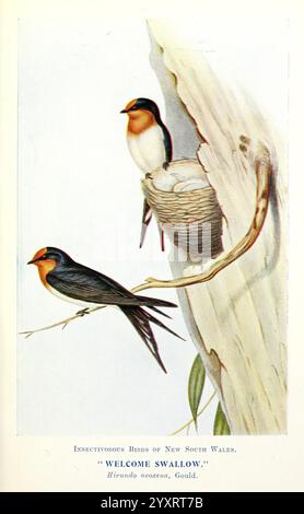 Einige nützliche australische Vögel, Sydney, W. A. Gullick, Govt. Drucker, 1921, Australien, Benefizvögel, Vögel. Die Illustration zeigt zwei Welcome Swallows, die auf einem Zweig thront und ihre schlanken Körper und ihre unverwechselbare Farbe zeigt. Eine Schwalbe beobachtet aktiv die Umgebung, während die andere in der Nähe eines Nestes liegt, das in einer Baumspalte liegt. Das Nest aus Schlamm und Pflanzenfasern deutet auf die Lebensgewohnheiten der Vögel hin und bietet ihren Jungen einen sicheren Hafen. Um die Schwalben herum betonen zarte Details die natürliche Schönheit ihres Lebensraums und betonen die Stockfoto