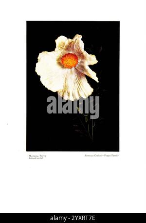 Wild, Blumen, aus, den Bergen, Canyons und, Täler, von Kalifornien, San Francisco, H. S. Crocker Co, [1915], Botanik, Kalifornien, Bildmaterial, Kunstwerke, Wildblumen, die Szene zeigt einen markanten Matilija-Mohn mit seinen großen, zarten weißen Blüten, die sich anmutig um ein leuchtendes orangefarbenes Zentrum entfalten. Die Blume wird vor einem dunklen Hintergrund präsentiert, der ihre ätherische Schönheit unterstreicht und die komplizierten Texturen der Blütenblätter hervorhebt. Ein schmaler grüner Stiel unterstützt die Blüte, verziert mit ein paar kleinen Blättern, die der Komposition eine natürliche Note verleihen. Der Gesamteffekt strahlt einen Sinn o aus Stockfoto