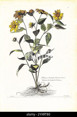 Recueil des plantes, dessinées et gravées par ordre du roi Louis XIV, Paris, impr. royale, 1786, Bildwerke, Pflanzen, die Illustration zeigt eine botanische Studie einer Sonnenblumensorte, die mehrere Blüten unterschiedlicher Größe zeigt. Die größeren Blüten weisen leuchtend gelbe Blütenblätter um dunkle Zentren auf, während kleinere Knospen zwischen üppig grünen Blättern liegen. Die detaillierte Darstellung zeigt das stabile Stamm- und Wurzelsystem der Pflanze und bietet einen umfassenden Überblick über ihre natürliche Wachstumsstruktur. Unter der Abbildung ist der wissenschaftliche Name „Helianthus canadensis, Potentia vivum“ el Stockfoto