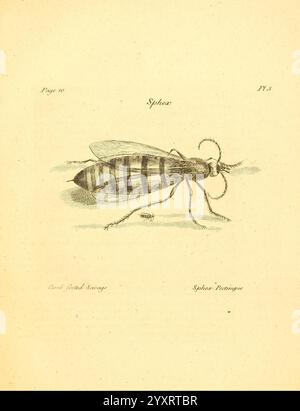 Ein Jahrzehnt neugieriger Insekten in London, gedruckt für den Autor in der St. James's-Street, verkauft von B. White, in Fleet-Street, P. Elmsly, in The Strand, Parker, in Cornhill, Baldwin, in Pater-Noster-Row, Ridley, St. James's Street, und J. B MDCCLXXIII [1773] Insekten, Mikroskope, Bildwerke, die Abbildung zeigt eine detaillierte Darstellung einer Biene, die als „Sphinx“ bekannt ist. Das Insekt ist im Profil dargestellt und hebt seine charakteristischen Merkmale hervor, darunter ein gestreifter Bauch und zarte Flügel. Text unter dem Bild zeigt den Titel „Sphinx“ an und weist die Zeichnung „Cecil Freda Savage“ zu. Die Stockfoto