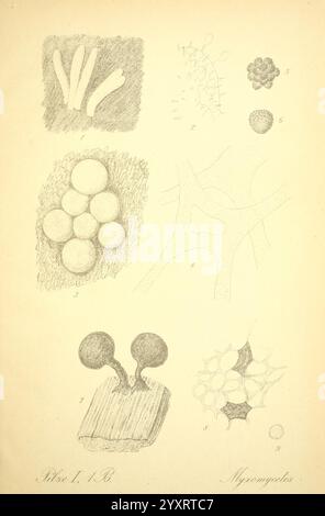 Prof. Dr. Thome's Flora von Deutschland, Österreich und der Schweiz, in Wort und Bild, für Schule und Haus, mit Tafeln von Walter Müller. Gera-Untermhaus, F.E. Kohler, 1886-1934. Österreich, Botanik, Kryptogamia, Kryptogamen, Floras, Deutschland, Pflanzen, Schweiz, Pilze, die Darstellung zeigt eine Sammlung von Illustrationen zu Mikrobiologie und Zellstrukturen. Oben links stehen längliche stabförmige Figuren für bakterielle Formen, während neben ihnen runde, gruppierte Formen auf kugelförmige Bakterien oder möglicherweise Sporen hinweisen. Die folgende Abbildung zeigt ein Netzwerk von Interconnect Stockfoto