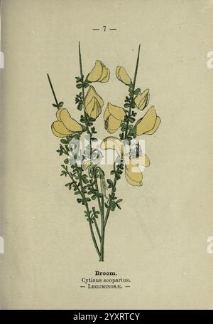 London F. warne 1895 Großbritannien Wildblumenidentifikation botany Cytisus scoparius, Illustration einer Besenpflanze, wissenschaftlich bekannt als Cytisus scoparius, mit ihren charakteristischen gelben Blüten, die entlang schmaler Stämme angeordnet sind. Das Laub besteht aus kleinen grünen Blättern, die die Blüten ergänzen, die charakteristisch für die Familie der Hülsenfrüchte sind. Unter der Darstellung sind der Name und die Klassifizierung der Pflanze angegeben, die ihre botanische Bedeutung und Kennzeichnung angibt. Stockfoto