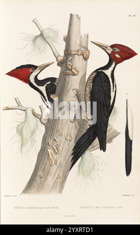 Monographie des picidées, ou Histoire naturelle des picidés, picumninés, yuncinés ou Torcols, Metz, Typ. De J. Verronnais, 1861-62 Vögel picidae campephilus melanoleucos purpurpurrote Haubenspechte Bildwerke campephilus melanoleucos Taxonomie: Trinomial = campephilus melanoleucos albirostris, zwei markante Spechte sind auf dem Stamm eines Baumes dargestellt. Der erste Vogel auf der linken Seite zeigt ein leuchtendes rotes Wappen und deutliche Markierungen am Körper, während der zweite Vogel auf der rechten Seite ein kräftiges Schwarz-weiß-Muster mit einem ähnlich hellen Wappen zeigt. Beide Spechte sind en Stockfoto