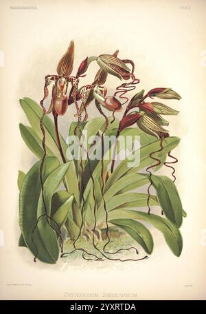 Reichenbachia, St. Albans, London, New York, F. Sander & Co, Orchid Growers & Importers, H. Sotheran & Co, I. Forstermann, 1888-1890, Orchidaceae, Cypripedium sanderianum, Paphiopedilum sanderianum, Henry Frederick Conrad Sander, Orchideen, Botanik, Blumen, Walter Hood Fitch, eine eindrucksvolle Illustration des Cypripedium sanderianum, das seine einzigartigen Blüten zeigt. Die Pflanze hat komplizierte, längliche Blütenblätter, die mit zarten Markierungen verziert sind, ergänzt durch schlanke, sich kräuselnde Ranken, die ihr skurriles Aussehen unterstreichen. Sattes grünes Laub bildet eine üppige Kulisse und unterstreicht die Eleganz des flo Stockfoto