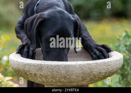 Niedliches Porträt eines schwarzen Labrador-Welpen, der aus einem Vogelbad trinkt Stockfoto