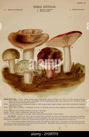 Pilze of America, Boston, L. Prang & Co, [1885]. Pilze, Kochen, Pilze, Woods Hole, diese Illustration zeigt mehrere Arten von essbaren Russula-Pilzen, die jeweils in verschiedenen Stadien des Wachstums und der Details dargestellt werden. Die Pilze weisen eine Reihe von Kappenformen und -Farben auf, mit ausgeprägten Kiemen- und Stängeleigenschaften. Das Bild ist mit Zahlen versehen, die bestimmten Typen entsprechen: Russula heterophylla, Russula virescens, Russula leucomelaena und Russula subnuda, die ihre einzigartigen Merkmale hervorheben. Jeder Pilz wird von einer Beschreibung begleitet, die seine visuellen Merkmale und seine Essbarkeit festlegt. Stockfoto