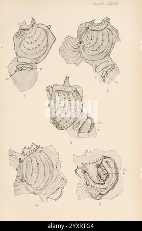 The British Tunicata, London, 1905-12, Sea Squirts, Tunicata, diese Abbildung zeigt eine Reihe detaillierter anatomischer Zeichnungen, die verschiedene Ansichten einer bestimmten biologischen Probe zeigen. Die Bilder sind als Referenz mit Nummern gekennzeichnet und stellen verschiedene Aspekte der Struktur des Probekörpers dar, einschließlich der Anordnung der inneren Merkmale. Jede Zeichnung betont die Komplexität und Komplexität der Anatomie des Exemplars und bietet eine wissenschaftliche Darstellung, die seine einzigartigen Merkmale und Morphologie hervorhebt. Die Beschriftungen wie ''r, ''V, '' und ''t.s..jpg,' werden angezeigt, um sp Stockfoto