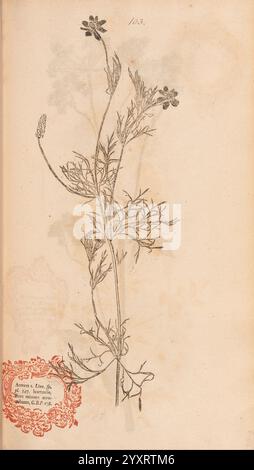 Flora Berolinensis Berlin die Schule 1757-1758 Adonis annua Berlin Botanik Deutschland Naturdrucke Bildwerke Pflanzen Exemplare, Eine botanische Illustration, die eine schlanke Pflanze mit zarten, gefiederten Blättern und kleinen, gruppierten Blüten an der Spitze zeigt. Die Pflanze zeichnet sich durch ihren langgezogenen Stamm und ihre komplizierten Verzweigungen aus, die feine Details zeigen, die ihre natürliche Schönheit hervorheben. Die Abbildung wird von einem dekorativen Etikett am unteren Rand begleitet, das die lateinische Nomenklatur und eine Inschrift enthält, die die Klassifizierung angibt. Dieses Kunstwerk betont sowohl die ästhetische als auch die wissenschaftliche aspe Stockfoto