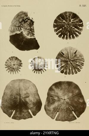 Revision der Echini Cambridge [Mass.], University Press, 1872-1874. Klassifizierung Echinodermata Seeigel Museum für vergleichende Zoologie, die Illustration zeigt eine Reihe detaillierter Darstellungen verschiedener Arten von Stachelhäutern, insbesondere die Morphologie und Anatomie von Seeigeln. Jede Probe ist mit einer entsprechenden Nummer gekennzeichnet und gibt Einblicke in die unterschiedlichen Merkmale, wie die Anordnung der Wirbelsäulen und die Struktur des Tests. Diese Studie hebt die Vielfalt innerhalb dieser Gruppe wirbelloser Meerestiere hervor und hebt deren einzigartige Merkmale hervor Stockfoto