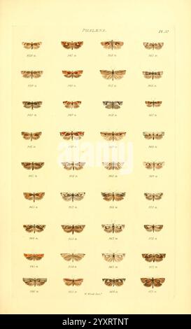 Index Entomologicus London William Wood 1839 Schmetterlinge Klassifizierung Großbritannien Identifikation Lepidoptera Bildwerke, Eine Sammlung von aufwändig detaillierten Illustrationen, die verschiedene Arten von Falter zeigen, jede mit einzigartigen Flügelmustern und Farben. Das Layout ist in einem Rasterformat angeordnet, um einen einfachen Vergleich zwischen den verschiedenen Mottenvarianten zu ermöglichen. Jede Probe ist nummeriert und gekennzeichnet, was eine wissenschaftliche Klassifizierung und Informationen über ihre Besonderheiten ermöglicht. Die Kunstfertigkeit hebt die Vielfalt und Schönheit der Lepidopterenarten hervor und macht sie zu einem wertvollen Stockfoto