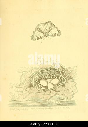 Harmonia Ruralis, oder ein Essay Towards a Natural History of British Song Birds, London, gedruckt und verkauft vom Autor 1794-1796, England, Birds, Eies, Nester, ausgezeichnet, Bildwerke, die Illustration zeigt eine wunderschön detaillierte Darstellung eines Schmetterlings, der über einem Nest schwebt. Der Schmetterling mit seinen komplizierten Mustern und zarten Flügeln befindet sich anmutig über einem rustikalen Nest, das auf Ästen einer Eiche ruht. Im Inneren des Nestes befinden sich mehrere Eier, die sorgfältig vor einer Kulisse aus natürlichen Elementen angeordnet sind. Das Nest besteht aus einer Vielzahl von Zweigen und Blättern, die die Harmonie von betonen Stockfoto