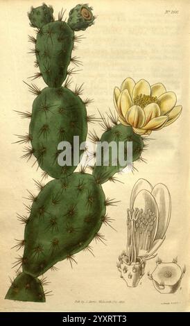 Curtis's Botanical Magazine, London, New York, botanische Illustration, Botanik, Zeitschriften, Bildwerke, Zierpflanzen, Curtis, Kakteen, Kaktusgewächse, Pflanze, die Illustration zeigt einen markanten Kakteen mit einer hohen, zylindrischen Form und mehreren Stacheln, die von seiner Oberfläche ragen. Oben auf dem Kakteen beginnen kleine Knospen zu blühen, was auf neues Wachstum hindeutet. Eine einzelne, große Blume, die sich durch ihre breiten, blassgelben Blütenblätter und eine zentrale Gruppe von leuchtenden Staubblättern auszeichnet, blüht majestätisch aus einem der Kaktuspads. Neben dem Hauptkaktus gibt es kleinere Darstellungen, die für eine bessere Darstellung sorgen Stockfoto