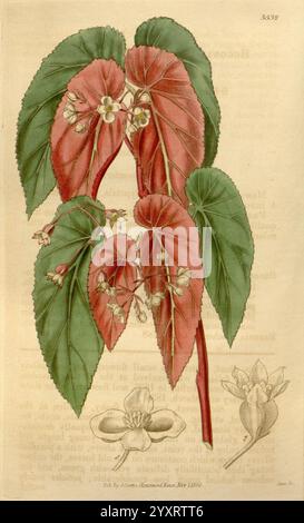 Curtis's, Botanical Magazine, London, New York, Botanik, Zeitschriften, Bildwerke, Taxonomie, Familie, Begoniaceae, Curtis, diese Illustration zeigt ein Paar lebendiger, breitblättriger Begonienpflanzen. Die markanten Blätter zeichnen sich durch ihre auffällige dunkelgrüne Farbe aus, die durch sie verlaufen. An der Spitze der Hauptpflanze zieren zarte weiße Blüten kleine Cluster, die der Komposition ein Gefühl von Weichheit verleihen. Unten zeigt eine einzelne Blume detaillierte Blütenblätter, die die botanische Schönheit der Pflanze betonen. Der Hintergrund deutet dezent auf te an Stockfoto