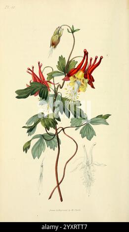 Flora Conspicua, London, Longman, Rees, Orme, Braun, und Grün, 1826, England, Blumen, malerische Werke, Pflanzen, Zierpflanzen, der New York Botanical Garden, William Clark, Aquilegia canadensis, schlanke kanadische kolumbine, Eine wunderschön illustrierte botanische Darstellung einer kolumbinenblume, die mehrere Blüten mit leuchtenden roten und gelben Blüten zeigt. Die zarte Form der Blüten wird durch üppig grüne Blätter ergänzt, die lebendig detailliert sind, um ihre Textur und Form hervorzuheben. Zusätzlich erscheint unten eine kleinere Abbildung der Struktur der Blume, die eine wissenschaftliche Persp liefert Stockfoto