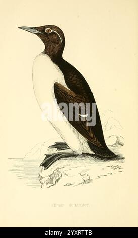 Eine Geschichte britischer Vogel1863-1866? Uria lachrymaus, Eine wunderschön illustrierte Vogelart mit einer auffälligen Mischung aus dunkelbraunem und weißem Gefieder. Der Vogel ist schräg dargestellt, was seine gestreckte Form und sein einzigartiges Profil hervorhebt. Sein Schnabel ist scharf und leicht gekrümmt, und das Vogelauge ist stark fokussiert, was ihm ein waches Aussehen verleiht. Der Hintergrund weist subtile Texturen auf, die auf eine felsige Umgebung hinweisen und die natürliche Umgebung verbessern. Am unteren Rand des Bildes ist der Name der Art elegant eingeschrieben, was einen Hauch von gelehrtem de hinzufügt Stockfoto