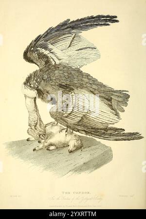 Die Wunder des Tierreichs London T. Kelly 1830 Great Britain Condor Zoo Tiermenagerien Tierverhalten beliebte Werke, die Illustration zeigt einen großen Kondor, einen mächtigen Raubvogel, der über seinen Fang balanciert. Mit seinen kräftigen Flügeln, die teilweise gespreizt sind, greift der Kondor ein kleines Tier und zeigt seinen beeindruckenden Schnabel und seinen scharfen Fokus. Die Details heben die Federn des Vogels hervor und betonen seine majestätische Form und seine scharfen Merkmale. Unten liegt die gefangengenommene Beute bewegungslos, was die Rolle des Kondors als Fresser in seiner Umgebung unterstreicht. Die Szene fängt das Wesen der Natur ein und veranschaulicht das Stockfoto