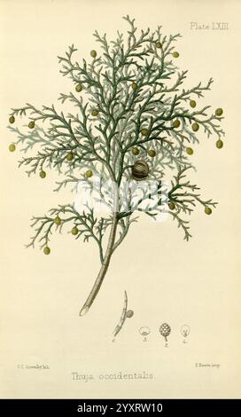 The Flora Homoeopathica, London, Leath & Ross, 1852-1853, Botanik, Homöopathie, Bildwerke, Thuja occidentalis, Botanik medizinisch, Materia medica Gemüse, materia medica and Therapeutics., diese Illustration zeigt eine detaillierte Darstellung des Thuja occidentalis, allgemein bekannt als die östlichen Arborvitae. Das Kunstwerk zeigt einen fein verzweigten Baum mit üppigem, schuppenähnlichem Laub, der die komplexen Arrangements seiner grünen Blätter hervorhebt. Neben der Hauptabbildung befinden sich kleinere Erklärzeichnungen, die verschiedene Elemente des Baumes zeigen, einschließlich seiner charakteristischen Kegel- und Blattstruktur Stockfoto