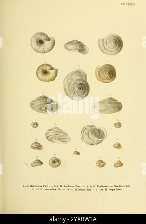 Novitates Conchologicae, Cassel, T. Fischer, 1854-79, Weichtiere, Bildwerke, Eine Sammlung detaillierter Illustrationen, die verschiedene Muschelarten zeigen. Jede Schale ist sorgfältig nummeriert und aus verschiedenen Perspektiven angezeigt, um ihre einzigartigen Formen und Oberflächenstrukturen hervorzuheben. Die Abbildungen zeigen eine Vielzahl von Mustern, von glatten bis zu aufwändig geriffelten Oberflächen, die die Vielfalt dieser Meeresmuscheln demonstrieren. Diese Zusammenstellung dient als wissenschaftliche Referenz und unterstreicht die Schönheit und Komplexität der Gestaltung der Natur. Stockfoto