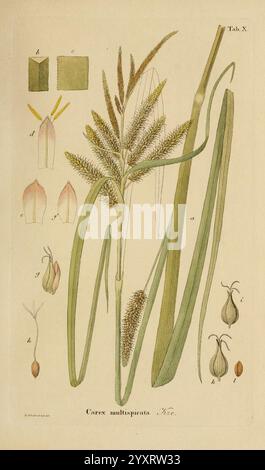 Supplemente zu Schkuhr's Riedgräsern (Carices), Leipzig, E. Fleischer, 1840-50, Carex, Cyperaceae, diese Illustration zeigt die Pflanze Carex multispeciata und zeigt verschiedene Bestandteile der Art. Es verfügt über beschriftete Teile, einschließlich Blütenspitze, Blätter und Fortpflanzungsstrukturen. Jeder Abschnitt wird sorgfältig gerendert, um die Besonderheiten der Pflanze, wie die langen Blätter und die Anordnung der Blüten, hervorzuheben. Die Abbildung enthält auch Anmerkungen zu spezifischen botanischen Details, die die Identifizierung und Untersuchung der Art erleichtern. Das Gesamtkomma Stockfoto