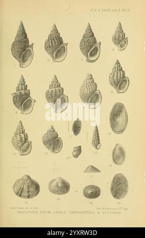 Proceedings of the Zoological Society of London, London, Academic Press Periodicals, Zoologie, Muscheln, eine detaillierte Abbildung zeigt eine Vielzahl von Muschelschalen, die aus den Seen Tanganjika und Victoria gesammelt wurden. Das Arrangement umfasst mehrere Arten, von denen jede mit Präzision dargestellt wird, um ihre einzigartigen Formen, Texturen und Ornamente hervorzuheben. Die Schalen reichen von konischen bis spiralförmigen Formen mit kunstvollen Graten und glatten Oberflächen. Daneben werden einige Schalen mit nach außen gerichteten Blenden gezeigt, was eine umfassende Ansicht ihrer Strukturen ermöglicht. Die Nummerierung weist auf eine andere Probe hin Stockfoto