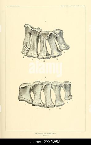 Die, Dinosaurier, aus Nordamerika, Washington, Govt, Print, Off, 1896, Dinosaurier, diese Illustration zeigt eine detaillierte anatomische Untersuchung der Wirbel einer prähistorischen Kreatur und hebt die Besonderheiten und Strukturen hervor. Es zeigt zwei Reihen von Wirbelelementen mit der Bezeichnung I bis V, wobei die einzigartige Morphologie jedes Knochens sorgfältig beachtet wird. Die Zeichnung betont die Unterschiede in Größe und Form und gibt Einblicke in die evolutionären Anpassungen des Organismus. Die Darstellung dient als pädagogische Referenz und veranschaulicht die Komplexität der Skelettentwicklung in einem Stockfoto