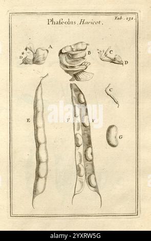 Joseph Pitton de Tournefort Institutiones rei herbariae Parisiis E Typographia Regia 1700-1703 Botanik prälinneanische Werke, die Illustration zeigt eine botanische Studie der gewöhnlichen Bohnen, insbesondere der Phaséolus vulgaris, allgemein bekannt als die Haricot. Es enthält detaillierte Darstellungen verschiedener Teile der Anlage Stockfoto