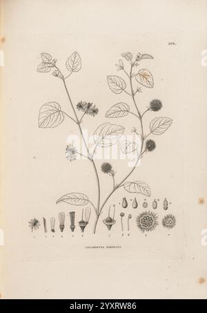 Voyage autour du Monde. Paris, Chez Pillet aîné, 1824?-1844., die Illustration zeigt eine botanische Zeichnung einer blühenden Pflanze, die als „Psychotria panamensis“ identifiziert wurde. Die Pflanze weist längliche Blätter mit gezackten Kanten auf, die vertikal entlang eines zentralen Stängels angeordnet sind. An verschiedenen Stellen des Stängels entstehen kleine Gruppen von zarten Blüten, die jeweils mit komplizierten Details dargestellt sind. Unterhalb der Hauptpflanze sezieren eine Reihe kleinerer Zeichnungen verschiedene Teile der Pflanze, einschließlich der Blumen, Früchte und anderer Fortpflanzungsstrukturen, und bieten so eine umfassende Ansicht für botanische en Stockfoto