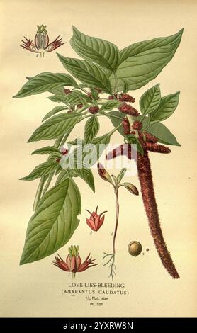 Lieblingsblumen von Garten und Gewächshaus, London und New York, Frederick warne & Co, 1896-97, Frankreich, 19. Jahrhundert, Ikonen, Blumenzucht, Chromolithographie, Pflanzen ornamental, Amaranthus caudatus, die Illustration zeigt die Pflanze, die als Liebeslügen-bluten (Amaranthus caudatus) bekannt ist. Hervorzuheben sind die üppig grünen Blätter mit einer glatten Textur sowie die charakteristischen langen, hängenden Blütenspitzen, die dicht mit kleinen, purpurroten Blüten gefüllt sind. Die Pflanze enthält auch detaillierte Darstellungen von Knospen und Samen am Boden, die ihre Fortpflanzungsstrukturen widerspiegeln. Labels indiziert Stockfoto