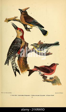 Amerikanische Ornithologie oder die Naturgeschichte der Vögel der Vereinigten Staaten, Petter & Galpin [187-]. Birds, United States, Bombycilla cedrorum, Cedar Wachswing, Melanerpes carolinus, Rotbauchspecht, Purpurfinke, Haemorhous purpureus, Gelbkehlschnäpper, Conopias parvus, die Abbildung zeigt eine Sammlung von vier verschiedenen Vogelarten, die auf Ästen thront. Auf der Spitze ist ein leuchtender roter Vogel, der sich durch sein markantes Gefieder und seinen markanten Schnabel auszeichnet. Darunter zeigt ein Specht seine einzigartigen Markierungen und kontrastierenden Farben. Auf der rechten Seite fügt ein kleinerer, gelb gestreifter Vogel hinzu Stockfoto