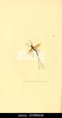 The British Miscellany London, gedruckt von R. Taylor & Co. Und verkauft vom Autor J. Sowerby von White, Johnson, Symonds und allen anderen Buchhändlern 1806. Großbritannien Bildwerke Zoologie Hymenoptera ichneumonidae arthropoda Arthropoda Arthropode James Sowerby James Sowerby Great Britain, Eine zarte Illustration eines Insekts, die seine komplizierten Merkmale zeigt. Der Körper ist mit Segmenten gestreckt, die seine schlanke Form hervorheben und mit feinen, detaillierten Flügelmustern verziert sind. Lange, fließende Antennen ragen aus dem Kopf hervor und erzeugen einen beeindruckenden visuellen Eindruck. Die Beine sind elegant positioniert und tragen so zum t bei Stockfoto