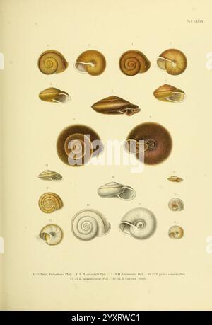 Novitates Conchologicae, Cassel, T. Fischer, 1854-79, Weichtiere, malerische Werke, Eine vielfältige Auswahl an verschiedenen Muscheln der Meeresschnecke, die jeweils einzigartige Formen, Muster und Texturen aufweisen. Die Schalen sind organisiert angeordnet und zeigen die komplizierten spiralförmigen Designs und dezenten Farbvariationen. Einige Schalen haben glatte Oberflächen, während andere Rippen und detaillierte Markierungen aufweisen. Diese Kollektion hebt die Vielfalt der Meereslebewesen hervor, indem sie sich auf die Schönheit und Komplexität der Muschelschalen konzentriert und die natürliche Kunstfertigkeit und ökologische Bedeutung der Muschelschalen schätzt. Stockfoto