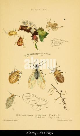 Monographie der britischen Aphides London, 1876-83. Blattläuse, Großbritannien, Hemiptera, Insekten, Flügel, diese Abbildung zeigt eine detaillierte Anordnung verschiedener Insektenarten, wobei der Schwerpunkt hauptsächlich auf Pflanzenschädlingen und ihren Unterscheidungsmerkmalen liegt. An der Spitze sind mehrere Insekten nummeriert, von denen jede von unterschiedlichen Merkmalen und Körperformen begleitet wird: Einige weisen längliche Formen auf, andere sind abgerundeter. Zu den Arten gehören zarte Blatttüpfer und Käfer sowie die kleinsten Details ihrer anatomischen Strukturen. Im unteren Bereich sind zusätzliche Figuren mit komplizierten Flügelmustern dargestellt Stockfoto