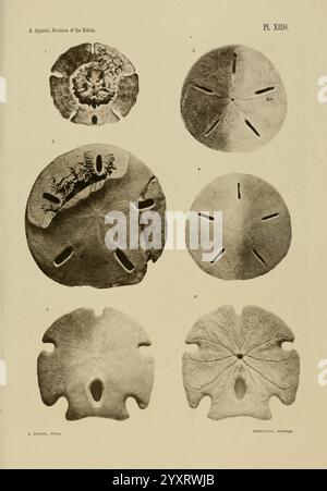 Revision des Echini, Cambridge [Mass.], University Press, 1872-1874. Klassifizierung, Echinodermata, Seeigel, Museum of Comparative Zoology, die Illustration zeigt eine Reihe von sechs Sand-Dollar-Exemplaren, die jeweils unterschiedliche Muster und Merkmale zeigen. Die Proben zeigen verschiedene Formen des Tests, wobei Unterschiede in Textur und Markierungen hervorgehoben werden. Die auf den Exemplaren angegebenen Nummern scheinen ihre Klassifizierung oder Identifikation zu kennzeichnen. Die komplizierten Details jedes Sanddollars betonen natürliche Variationen in der Oberflächengestaltung, wobei einige stärker ausgeprägte Merkmale aufweisen Stockfoto