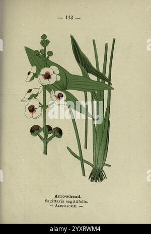 Wayside and Woodland Blossoms, London, F. Warne, 1895, Großbritannien, Wildblumen, Identifizierung, Botanik, Sagittaria sagittifolia, die Illustration zeigt die Pfeilspitze Pflanze, wissenschaftlich bekannt als Sagittaria sagittifolia. Sie zeigt die besonderen Merkmale der Pflanze, einschließlich ihrer langen grünen Blätter, die an Pfeile erinnern. Hervorzuheben sind die Blütenstängel, die mit auffälligen Blumen verziert sind, von denen jedes weiße Blütenblätter mit einem dunklen zentralen Auge vor dem Hintergrund von grünem Laub zeigt. Diese Darstellung hebt sowohl die ästhetische Schönheit als auch die botanischen Details der Pfeilspitze hervor Stockfoto