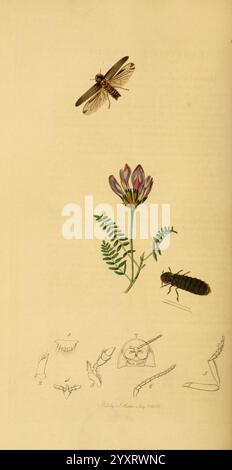 Britische Entomologie v2 London gedruckt für den Autor 1823-40 Botanik Great Britain Insects Pictorial Works John Curtis Lampyris noctiluca Astragalus hypoglottis Arthropoda Arthropoda Arthropod blendende Vielfalt, die Abbildung zeigt eine detaillierte Darstellung einer Luzerne Pflanze mit ihren üppig grünen Blättern und lila Blüten. Über der Pflanze sind zwei Insekten dargestellt: Eine Motte mit zarten Flügeln, die in der Nähe der Blüten schwebt, und ein robuster Käfer, der an der Seite positioniert ist. Unter den Hauptbildern zeigen eine Reihe komplizierter Skizzen verschiedene anatomische Merkmale von Insekten, einschließlich Beinstrukturen und Stockfoto