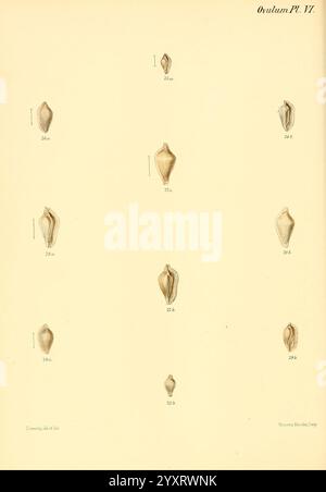 Conchologia iconica oder Illustrationen der Muscheln von Weichtieren, London, Reeve, Brothers, 1843-1878, Mollusken, Bildwerke, Muscheln, Eine detaillierte Illustration, die verschiedene Arten von Muscheln aus der Gattung Ovulum zeigt. Jede Schale wird akribisch gerendert und betont ihre einzigartigen Formen und Texturen. Die Abbildung enthält beschriftete Anmerkungen als Referenz, z. B. Zahlen, die unterschiedliche Spezies-Variationen anzeigen. Das Arrangement ist systematisch und unterstreicht die Formenvielfalt innerhalb der Gattung. Diese pädagogische Ausstellung spiegelt sowohl die Schönheit als auch das wissenschaftliche Interesse an Marinemoles wider Stockfoto