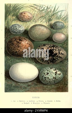 Vertraut Wild Birds London, New York, Cassell, 1883, Birds, Wörterbücher, Bildwerke, Garrulus glandarius, Passer domesticus, Corvus monedula, Lagopus lagopus, Falco tinnunkulus, Erithacus rubecula, Acanthis flammea, Carduelis flammea, Columba Palumbus, Jynx Torquilla, Ornithologie, Walters Wiese, Richard Kearton, Eggs, Eurasian jay, Haussperling, Eurasian Jackdaw, Willow Ptarmigan, Fähnchenfalke, Europäisches rotkehlchen, Rotpoll, Holztaube, Eurasischer Wrgenhals, eine wunderschön angeordnete Sammlung von verschiedenen Vogeleiern, die ihre einzigartigen Formen, Größen und komplizierten Muster zeigen. Die lin Stockfoto