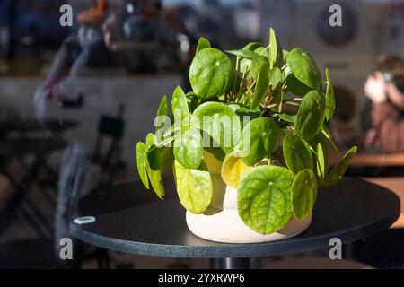 Die chinesische Geldpflanze (Pilea peperomioides) ist eine beliebte Zimmerpflanze dank ihres einzigartigen Münzblatts und ihrer einfachen Pflege, die auf einem kleinen Tab platziert wird Stockfoto