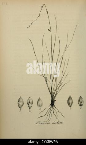 Art Graminum Petropoli Impensis Academiae Imperialis Scientiarum 1828-1836. gramineae Bildwerke Gräser, eine Illustration von Panicum distans, die die schlanke, langgezogene Struktur der Pflanze mit zarten Blättern zeigt. Die Hauptdarstellung wird durch detaillierte Zeichnungen der Samen ergänzt, die numerisch von 1 bis 5 angeordnet sind und jeweils unterschiedliche Formen und Merkmale aufweisen. Die Gesamtkomposition betont die botanischen Merkmale von Panicum distans, hebt sein Wurzelsystem und seine Wachstumsform hervor und bietet einen Einblick in seine Morphologie. Stockfoto