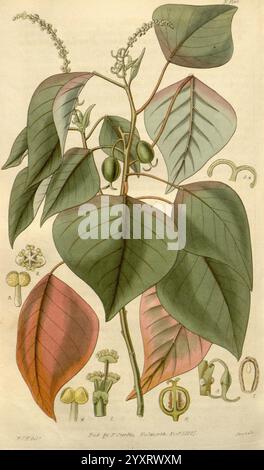 Curtis's Botanical Magazine, London, New York, Botanik, Zeitschriften, Bildwerke, Curtis, Australien, Homalanthus populifolius, Omalanthus populifolia, die Illustration zeigt eine botanische Studie einer Pflanze, die sich durch ihre charakteristischen großen, herzförmigen Blätter auszeichnet, die einen Farbverlauf von tiefgrün bis rötlich an den Spitzen aufweisen. Die Pflanze zeigt kleine, weiße Blüten an den Spitzen ihrer Zweige, zusammen mit runden Früchten, die zwischen den Blättern hängen. Verschiedene detaillierte anatomische Zeichnungen der Pflanzenteile sind enthalten, z. B. die Blütenstrukturen und die Früchte, e Stockfoto